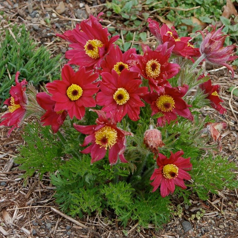 Прострел Pulsatilla Pinwheel Dark Red