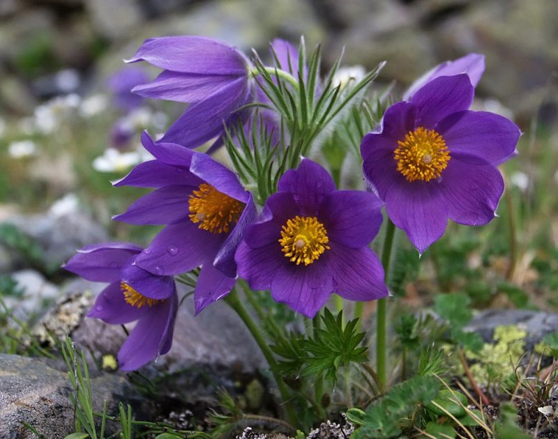 Прострел обыкновенный (Pulsatilla vulgaris `Blue Violet`)