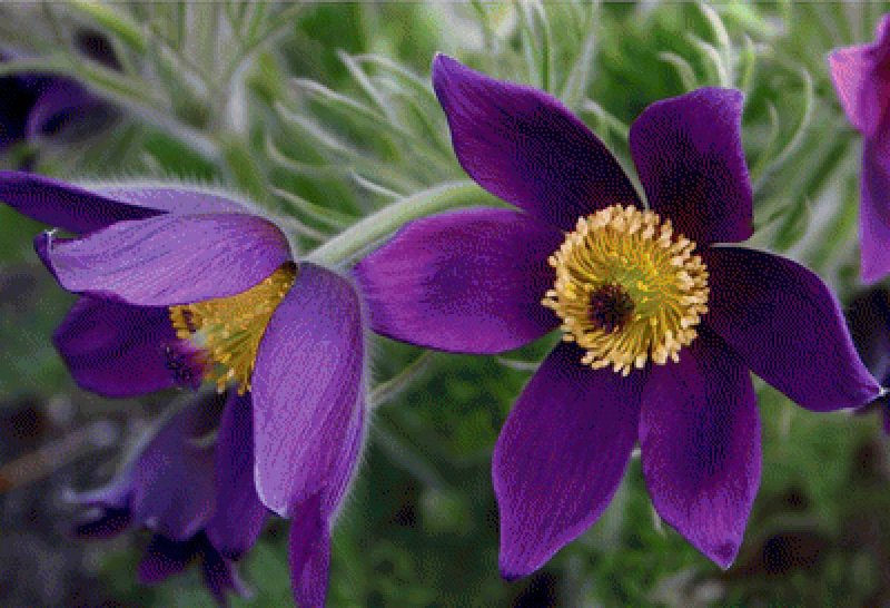Прострел Pulsatilla