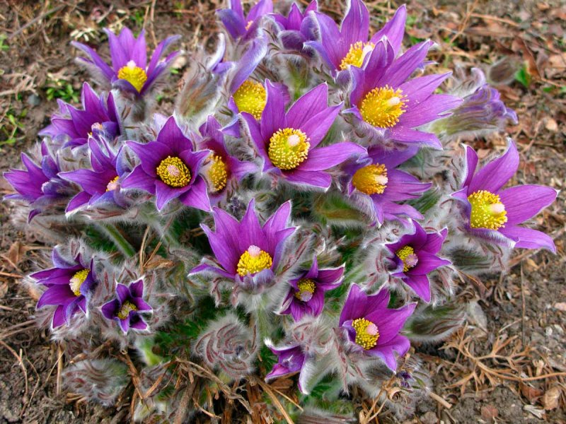 Прострел обыкновенный (Pulsatilla vulgaris)