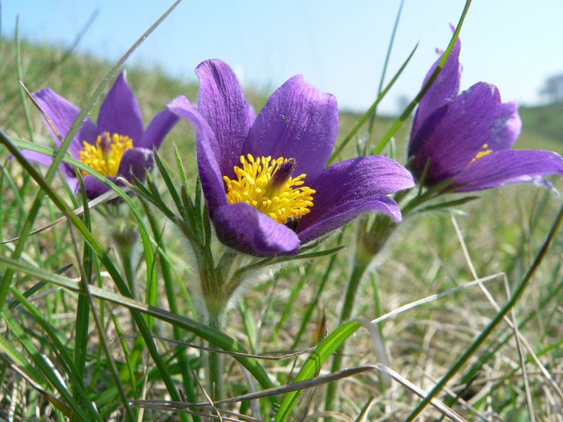 Прострел Pulsatilla