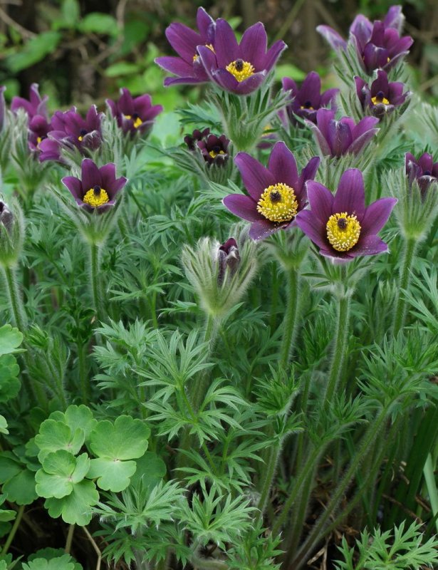 Прострел обыкновенный Pulsatilla vulgaris rubra