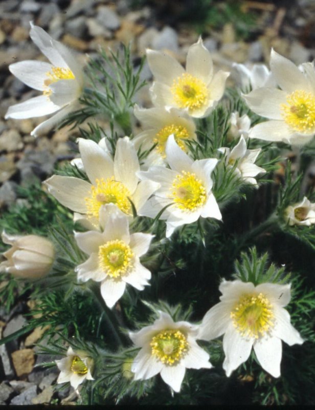 Pulsatilla vulgaris Alba
