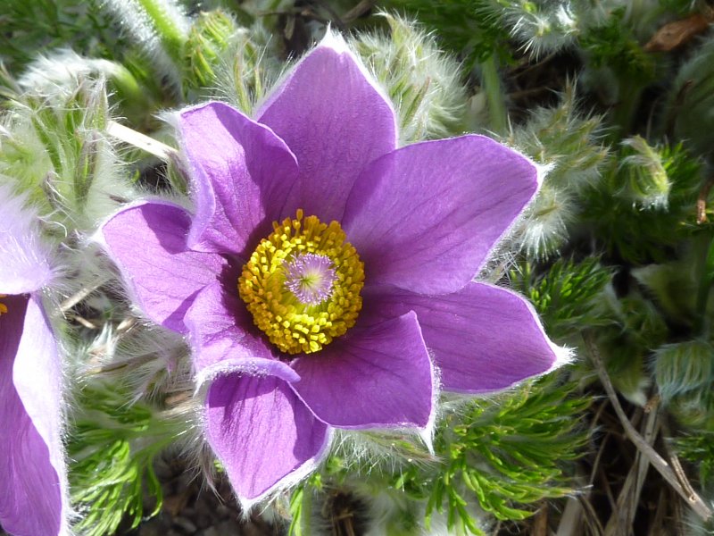 Прострел обыкновенный Pulsatilla vulgaris rubra