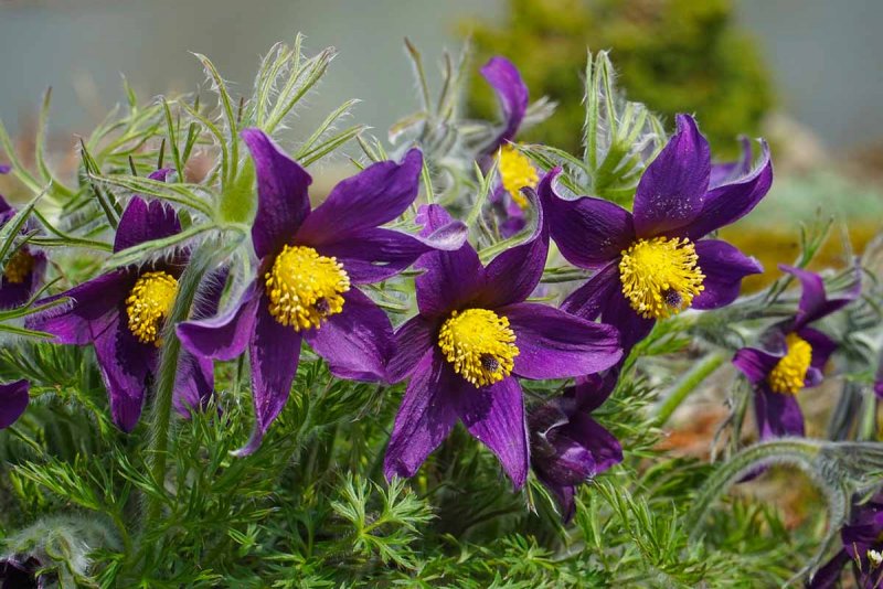 Прострел обыкновенный Pulsatilla vulgaris rubra