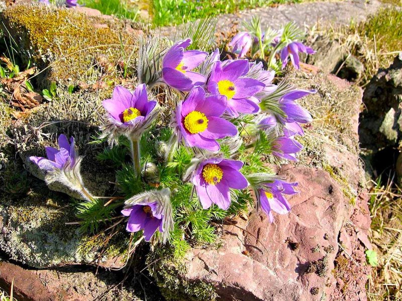 Прострел cernua Aurea