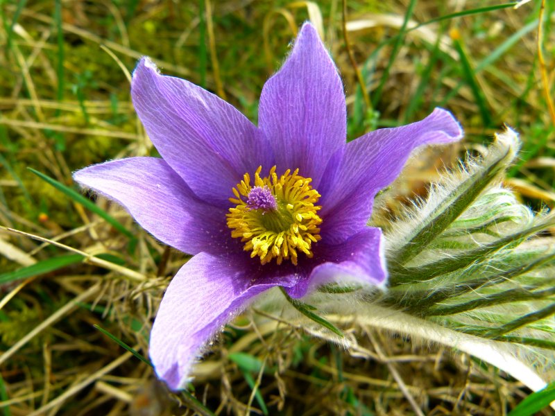 Pulsatilla sachalinensis