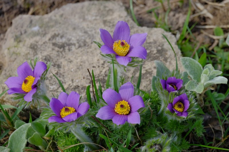 Прострел обыкновенный (Pulsatilla vulgaris `Blue Violet`)