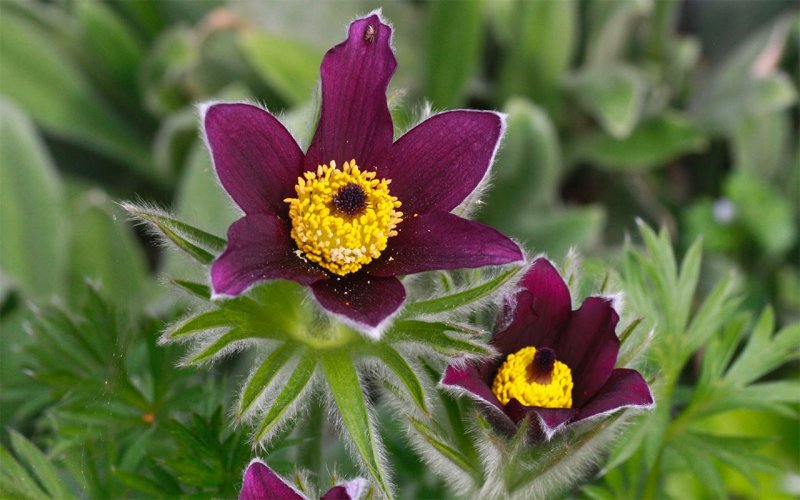 Прострел обыкновенный (Pulsatilla vulgaris)