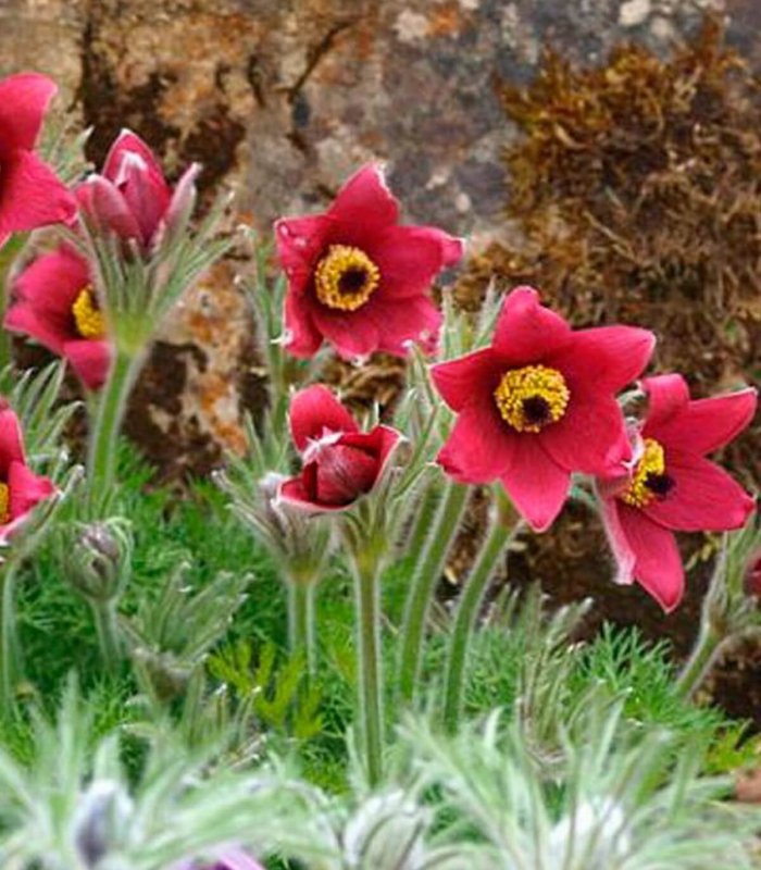 Прострел обыкновенный (Pulsatilla vulgaris)