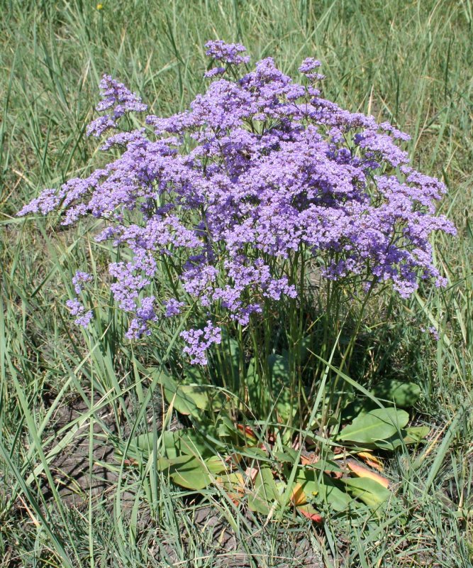 Кермек Гмелина (Limonium gmelinii
