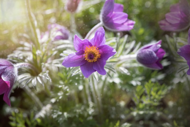 Прострел грузинский Pulsatilla Georgica