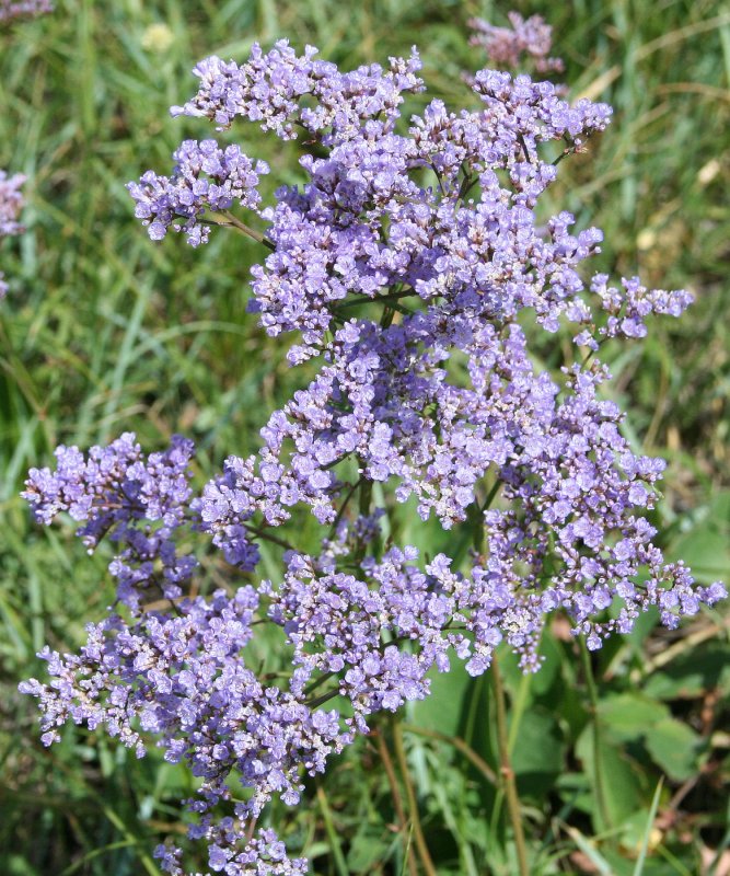 Кермек Гмелина (Limonium gmelinii