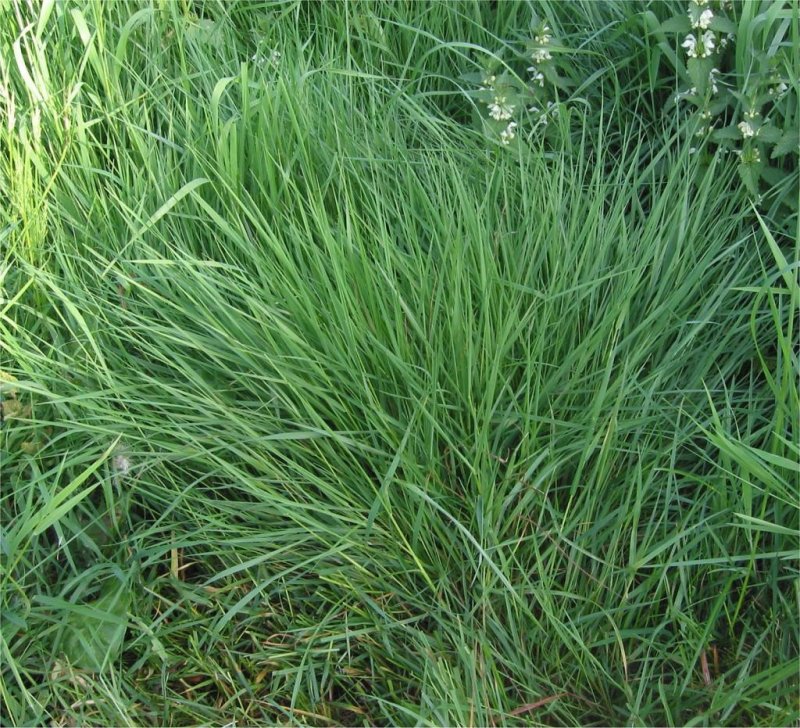 Райграс луковичный 'variegatum'