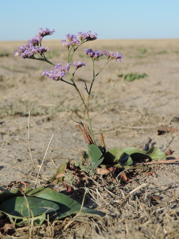 Кермек Гмелина (Limonium gmelinii