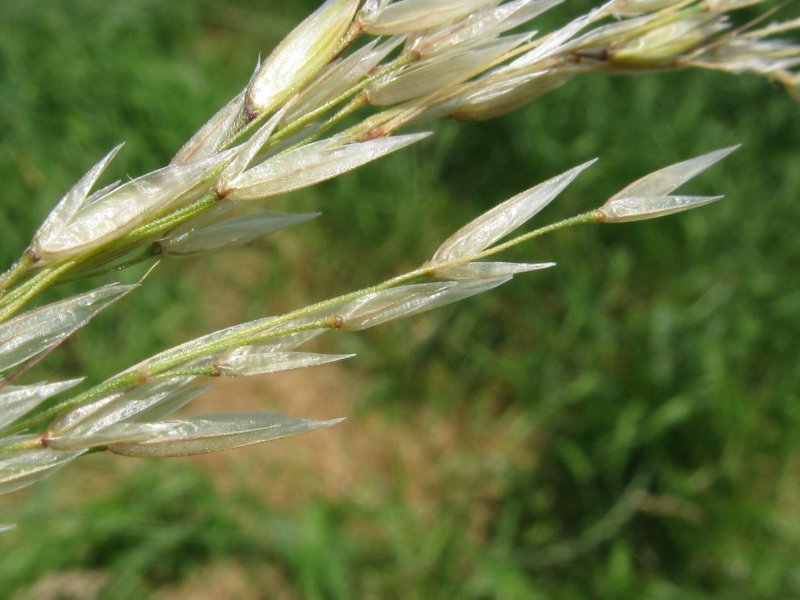 Райграс Arrhenatherum