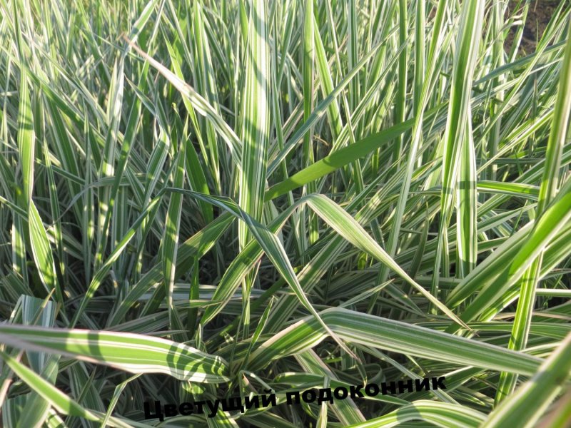 Райграс бульбоносный (Arrhenatherum bulbosum) "variegatum"