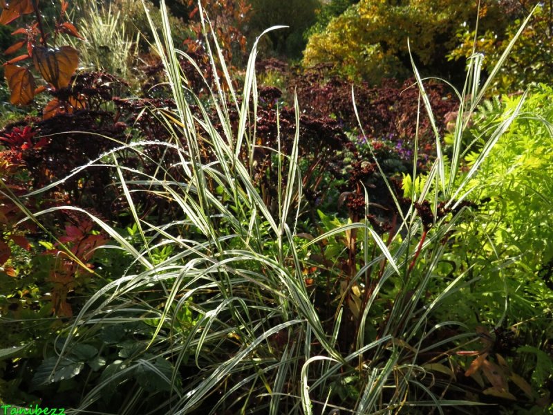 Райграс бульбоносный 'variegata'