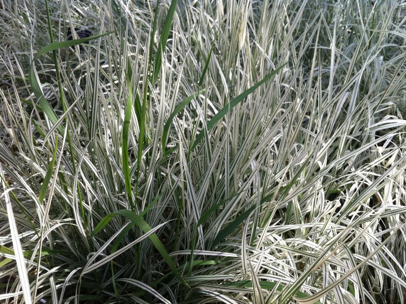 Райграс Arrhenatherum