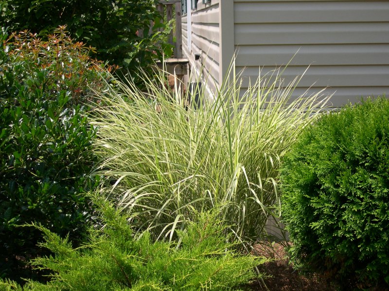 "Канареечник тростниковидный Phalaris arundinacea"