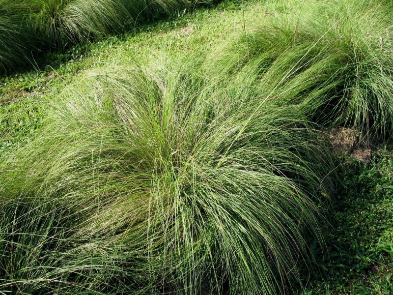 Фалярис arundinacea