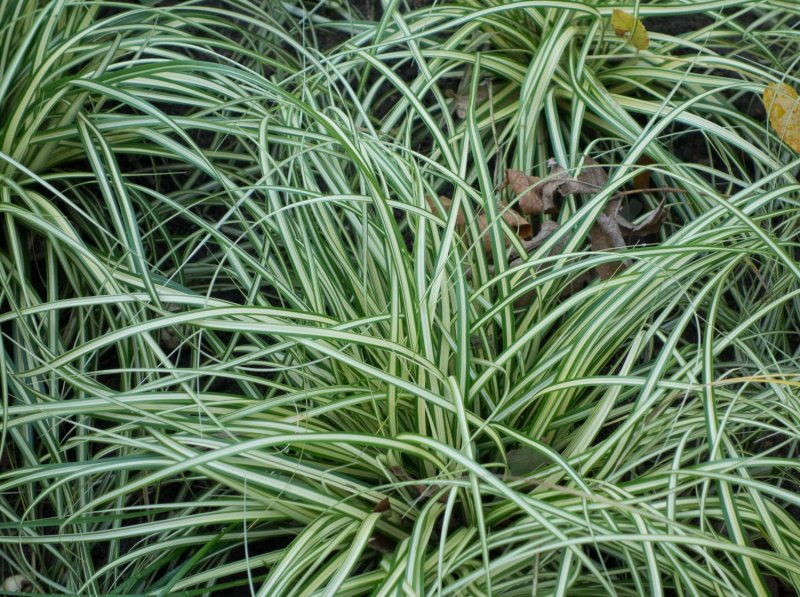 Осока Carex brunnea Aureomarginata