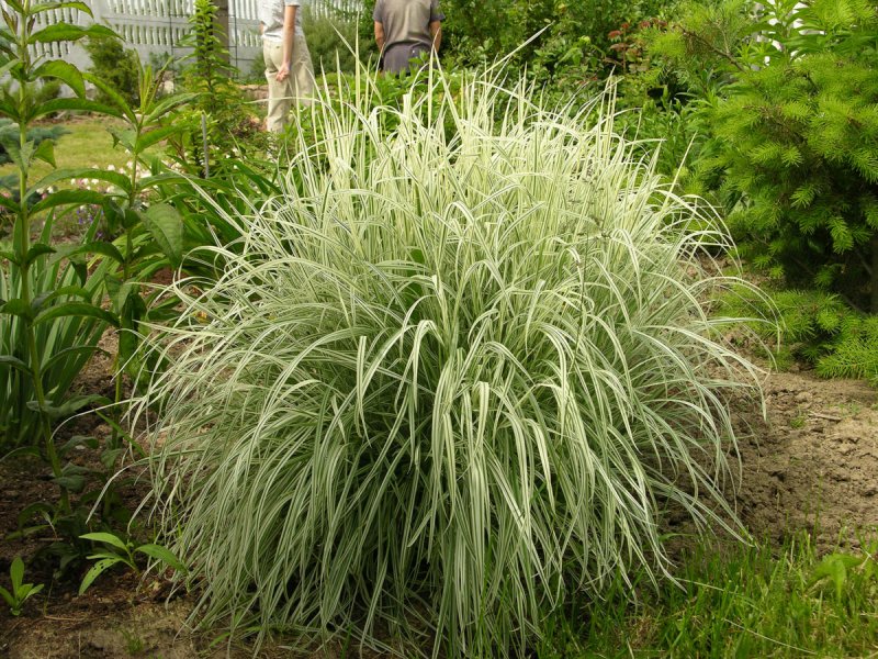 Райграс бульбоносный (Arrhenatherum bulbosum)