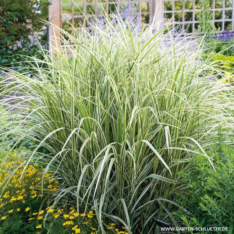 Spartina alterniflora