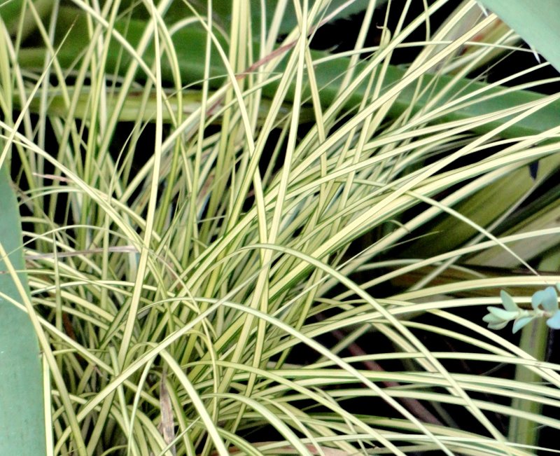 Райграс Arrhenatherum