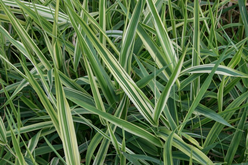Фаларис arundinacea picta