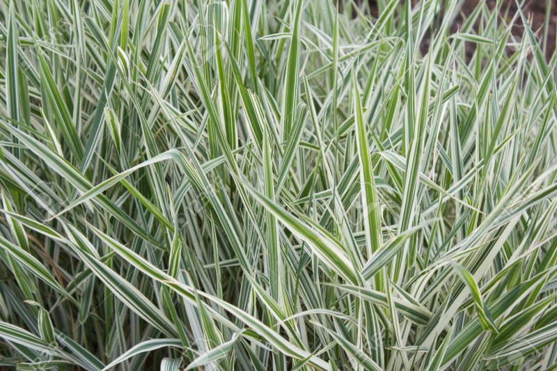 Arrhenatherum elatius