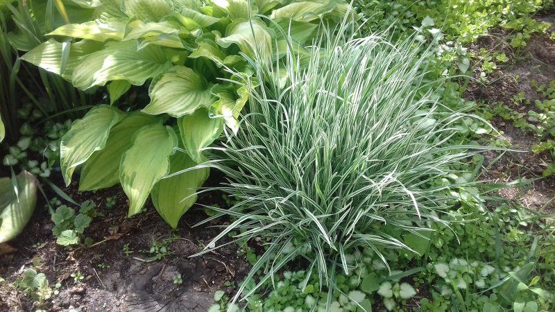 Райграс бульбоносный (Arrhenatherum bulbosum)