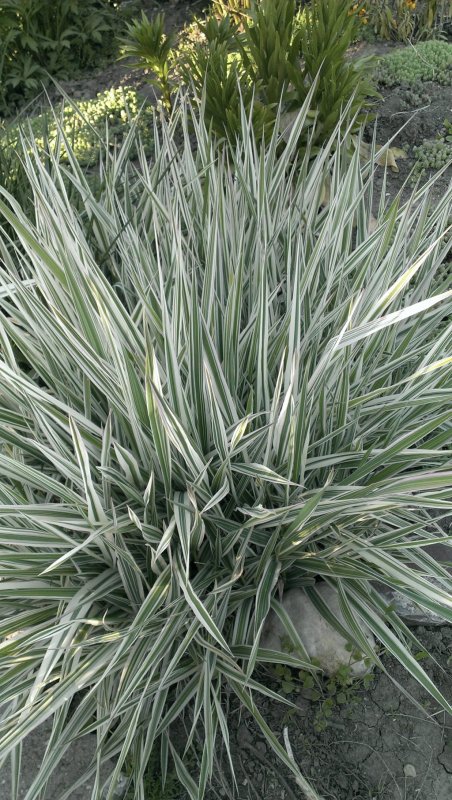Осока пальмовая “Aureovariegata”