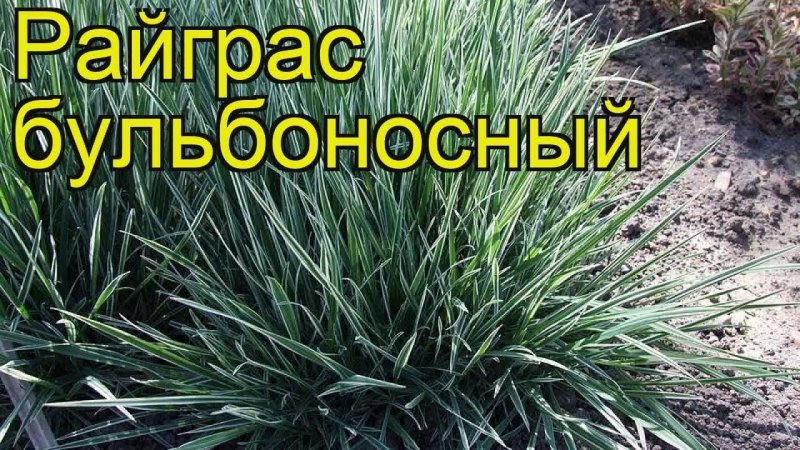 Бухарник шерстистый фото