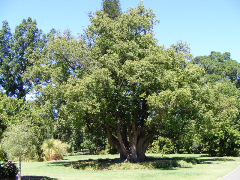 Cinnamomum camphora дерево