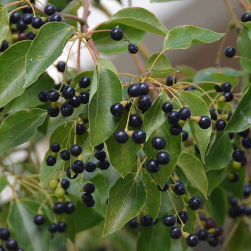 Коричник камфорный (Cinnamomum camphora),