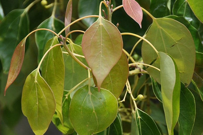 Cinnamomum camphora