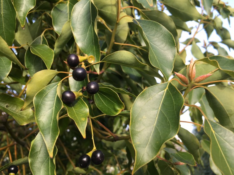 Коричник камфорный (Cinnamomum camphora),