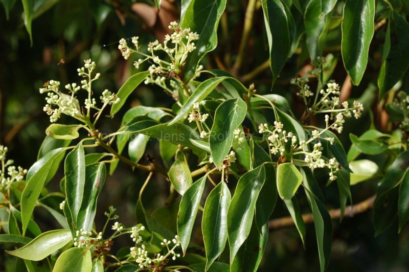 Cinnamomum camphora