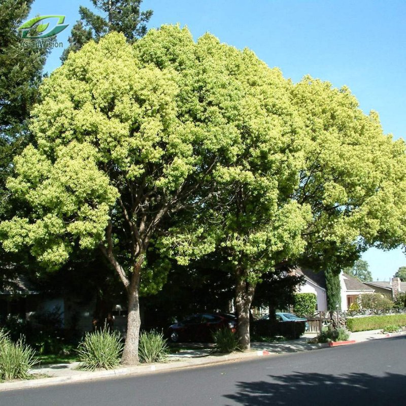 Коричник камфорный (Cinnamomum camphora),