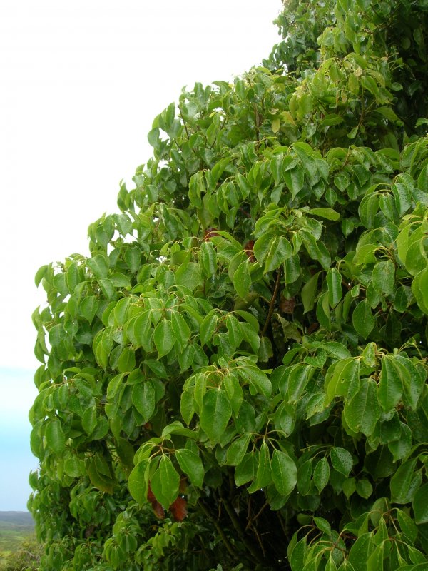 Cinnamomum camphora Leaf Oil