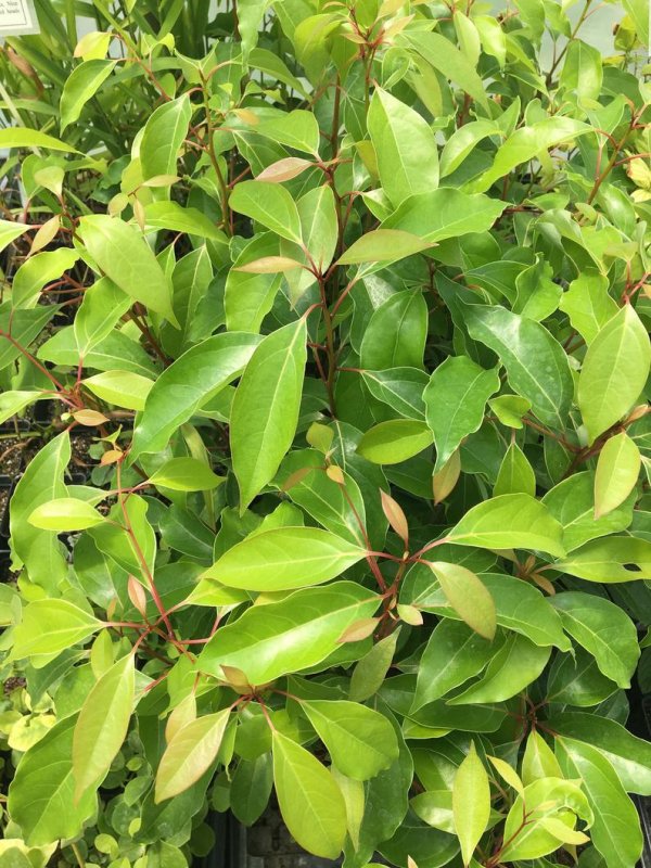 Cinnamomum camphora