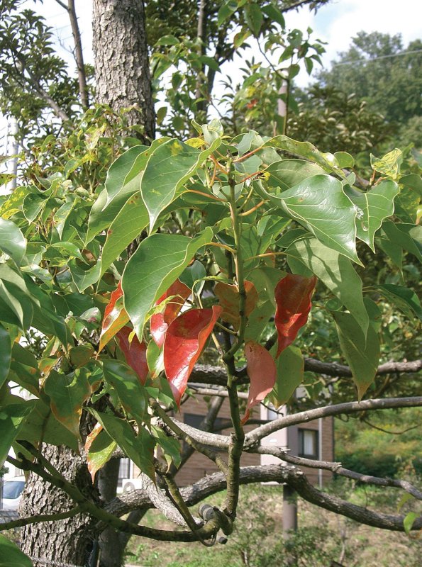 Cinnamomum camphora