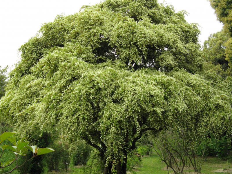 Коричник камфорный