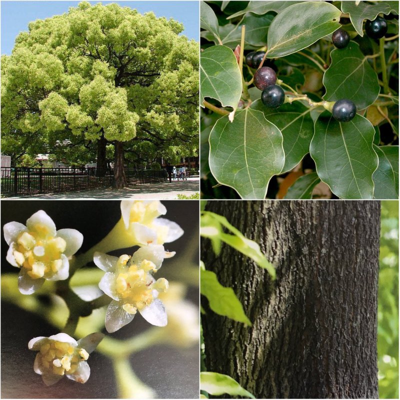 Cinnamomum camphora