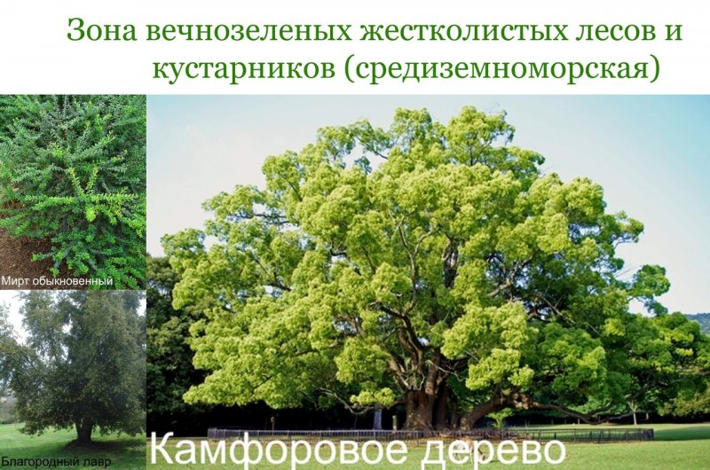 Cinnamomum camphora дерево