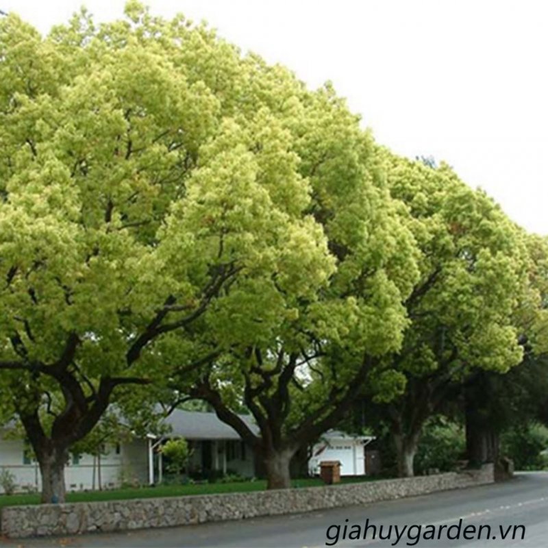 Cinnamomum camphora дерево