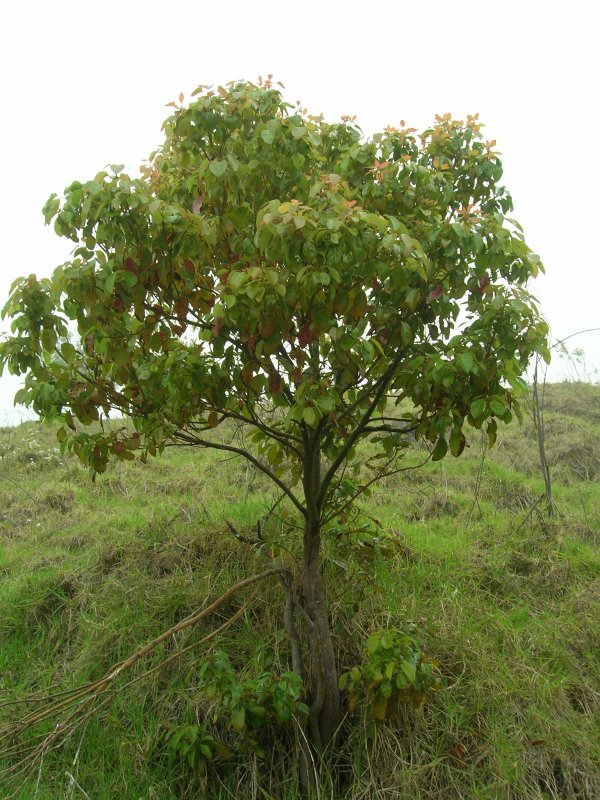 Камфорный лавр (cinnamоmum cаmphora)