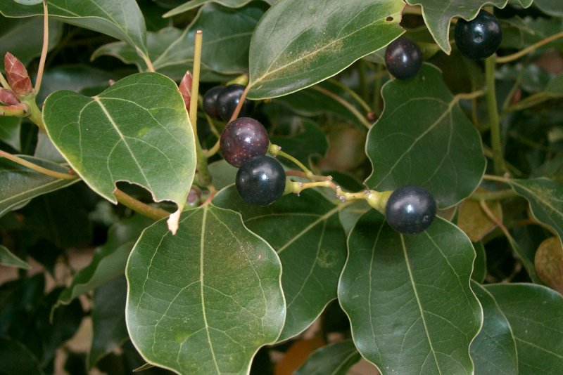 Коричник камфорный (Cinnamomum camphora),