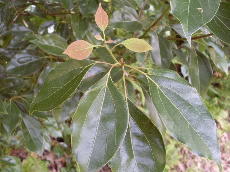 Cinnamomum camphora Leaf